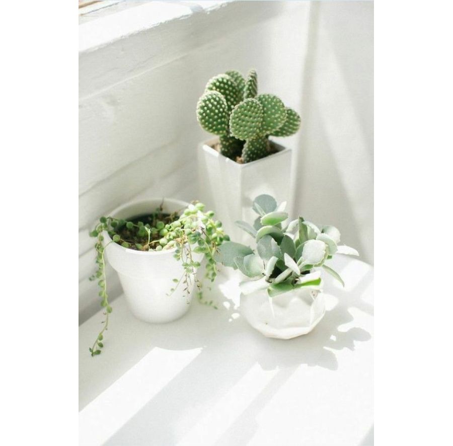Des pots de fleurs blancs avec des plantes vertes près d'une fenêtre de la salle de bains